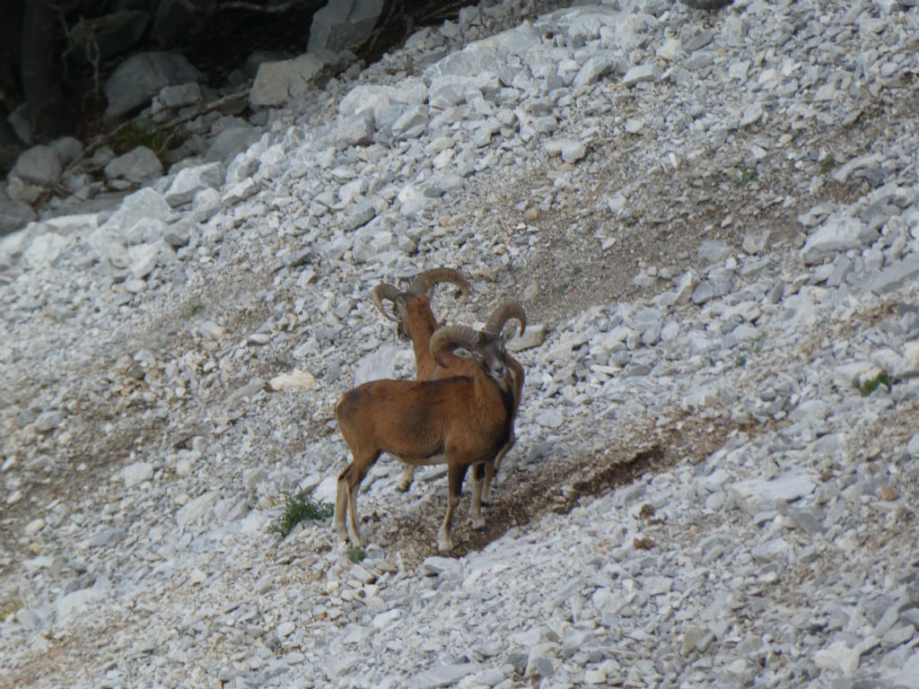 Alpi apuane - Gruppo Panie